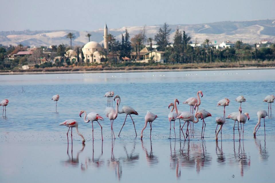 Vila The White House Larnaca Exteriér fotografie
